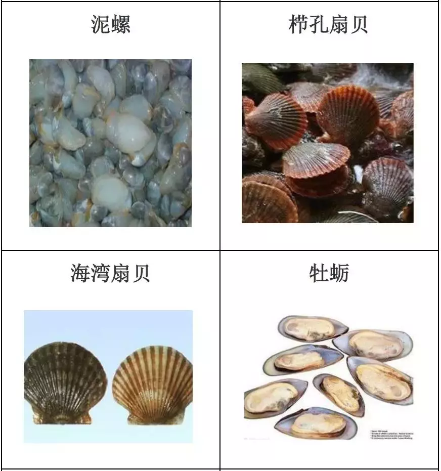 种类繁多的水产品你都见过吗？带你认识水产品——海产品（一）