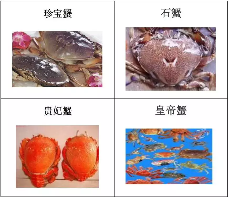 种类繁多的水产品你都见过吗？带你认识水产品——海产品（一）