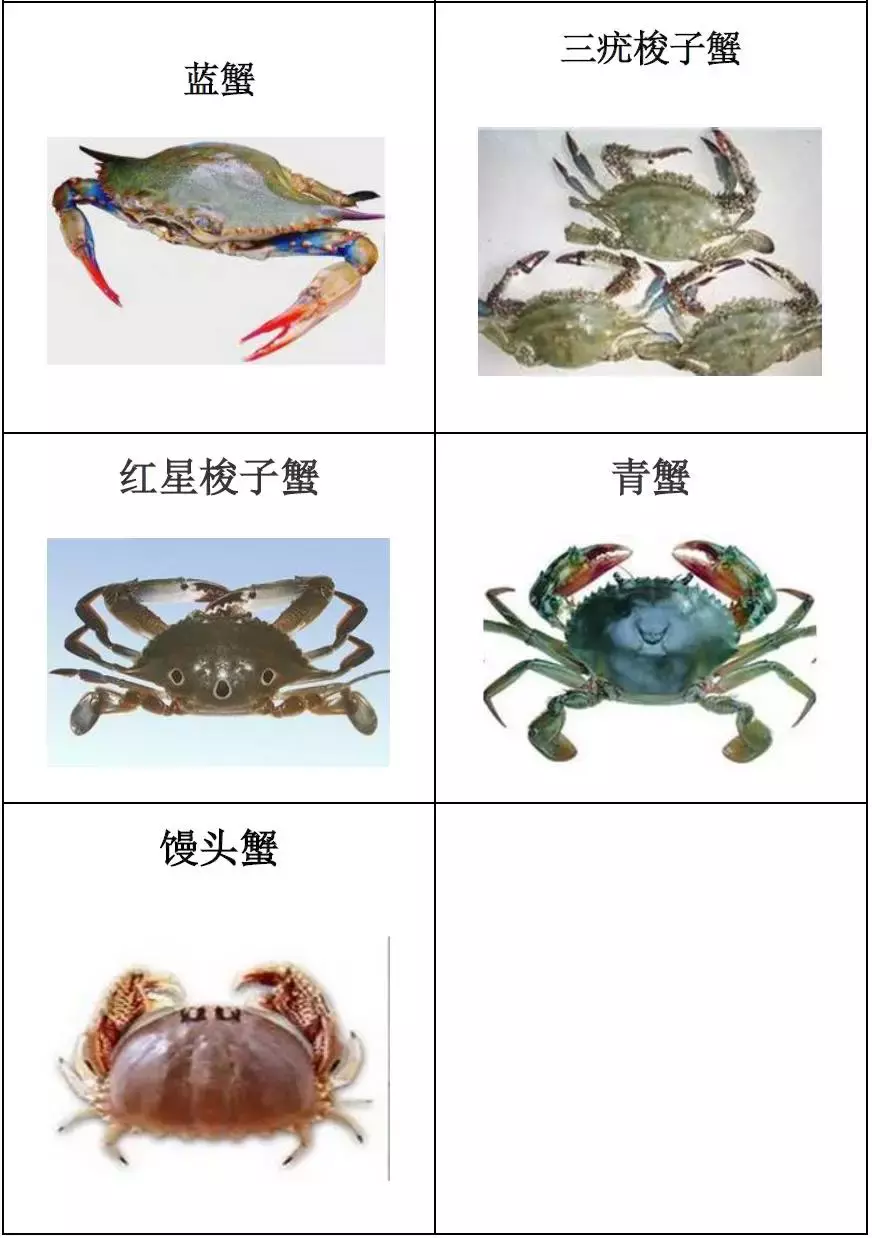 种类繁多的水产品你都见过吗？带你认识水产品——海产品（一）