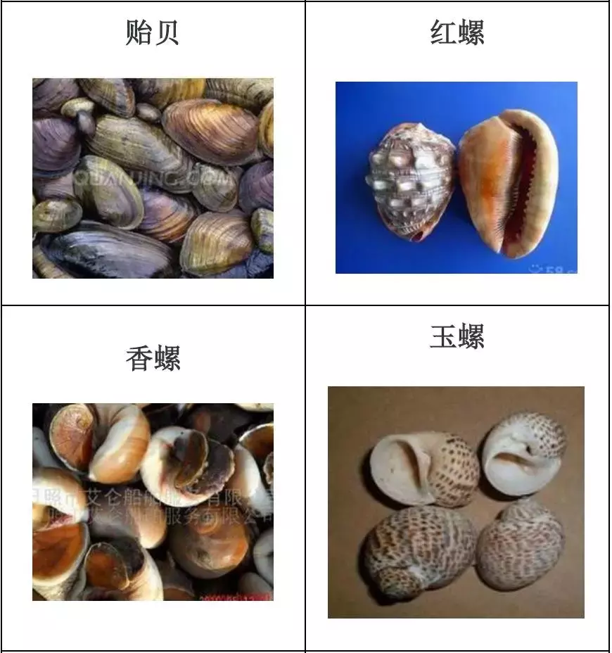 种类繁多的水产品你都见过吗？带你认识水产品——海产品（一）