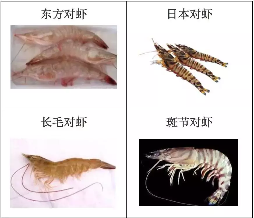 种类繁多的水产品你都见过吗？带你认识水产品——海产品（一）