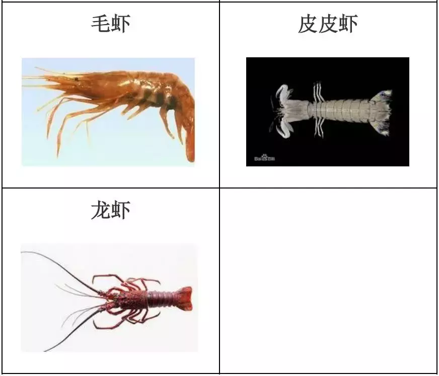 种类繁多的水产品你都见过吗？带你认识水产品——海产品（一）