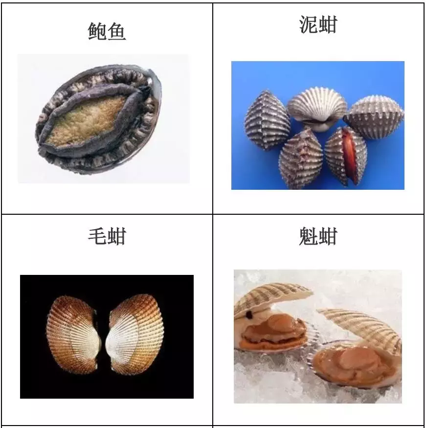 种类繁多的水产品你都见过吗？带你认识水产品——海产品（一）