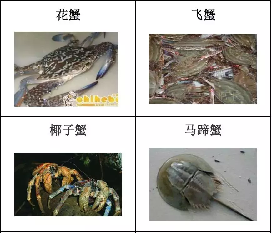 种类繁多的水产品你都见过吗？带你认识水产品——海产品（一）