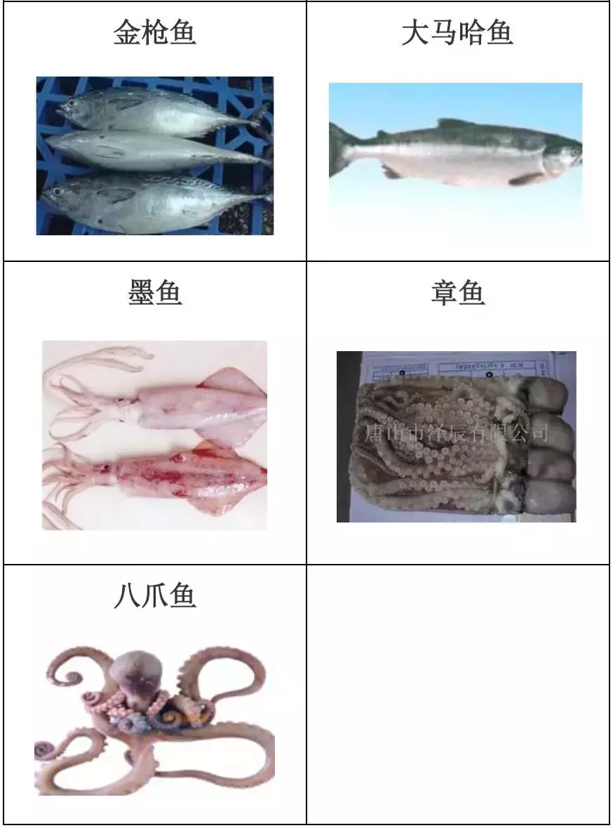 种类繁多的水产品你都见过吗？带你认识水产品——海产品（一）