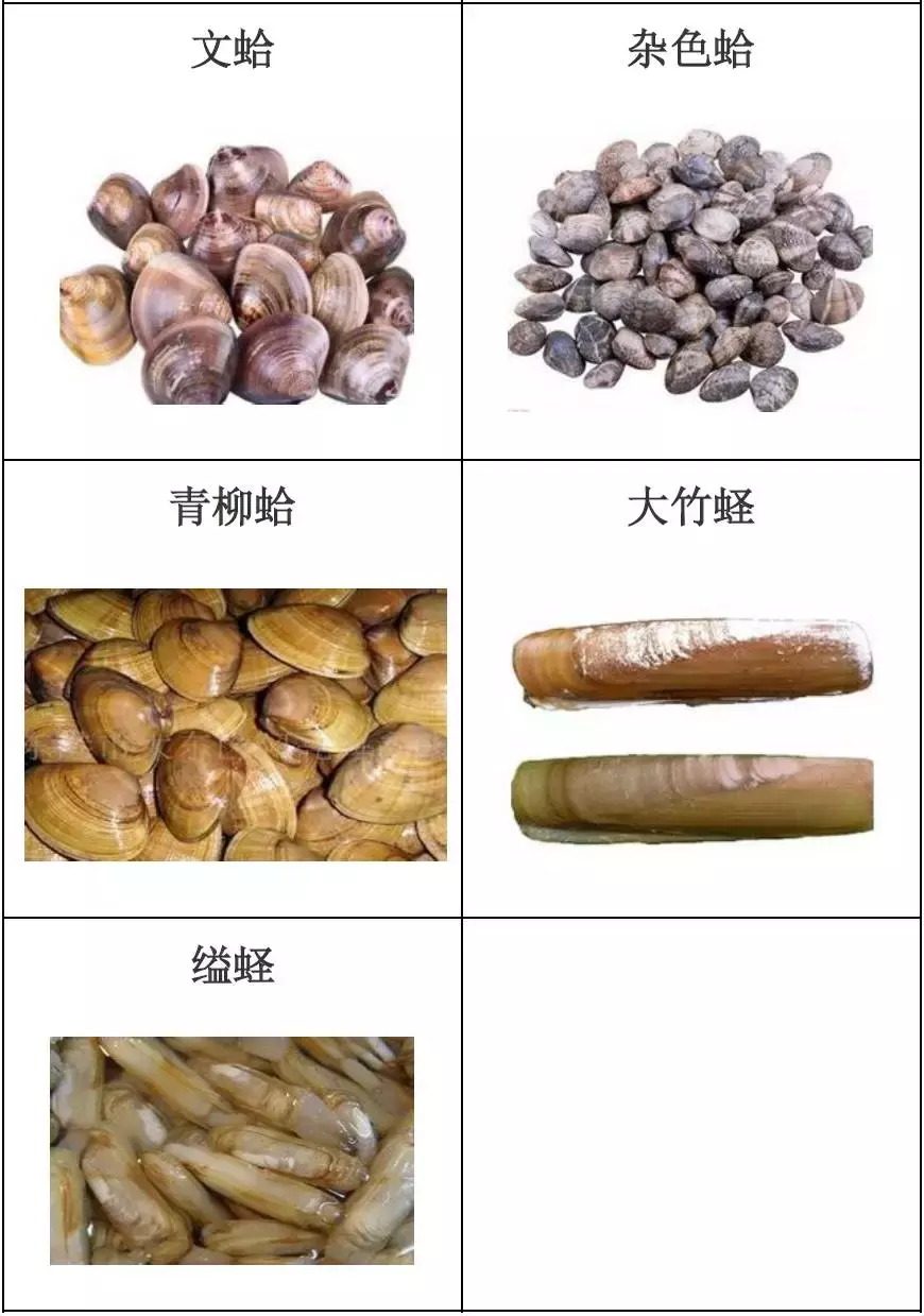 种类繁多的水产品你都见过吗？带你认识水产品——海产品（一）