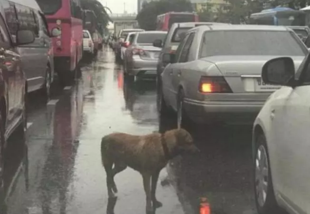 流浪狗狗每天穿梭在车流中，只为寻找自己的主人！
