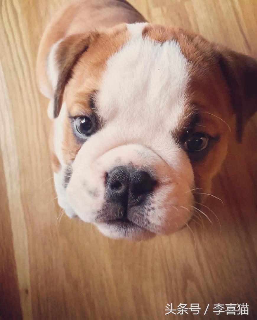 浑身都是小褶子的超可爱胖纸,憨厚蠢萌的英国斗牛犬宝宝