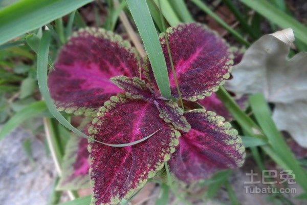 什么叫屠苏酒屠苏酒是什么酒