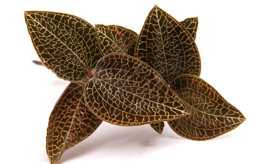 金线莲的功效与作用及食用方法(详解金钱莲背后的冷知识)