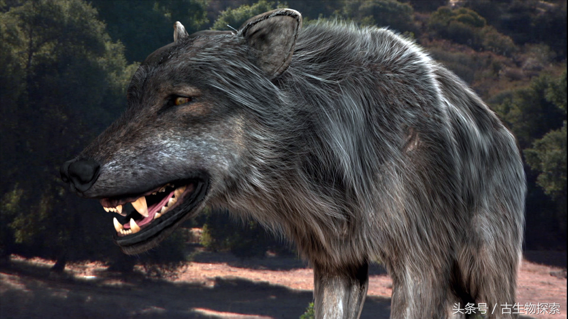 恐狼:《冰与火之歌》中冰原狼的原型