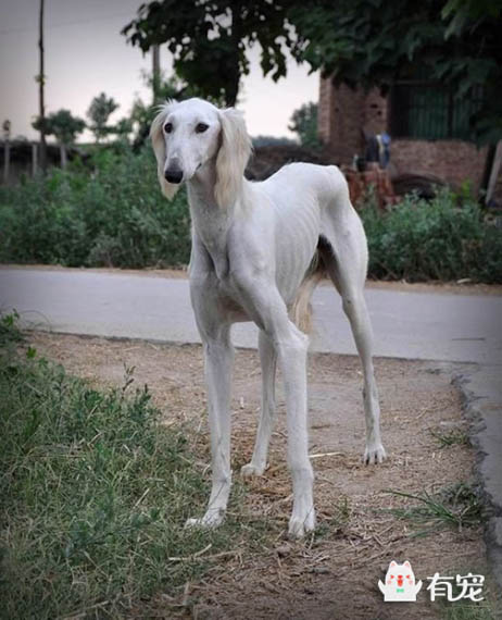 哮天犬图片(哮天犬的原型，几近灭绝的中国细犬)