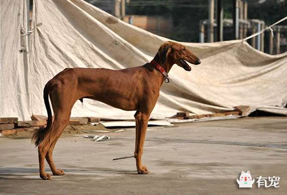 哮天犬图片(哮天犬的原型，几近灭绝的中国细犬)