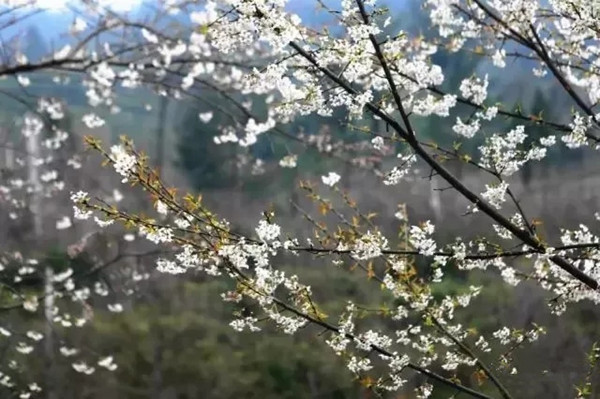 2018蒲江官帽山樱桃花观赏时间 每年2月中旬到3月初