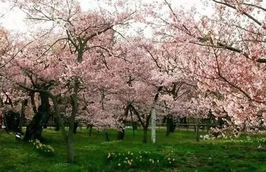 今季最美的樱花美食指南！一口吃下整个春天！