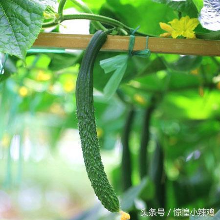 黃瓜籽的功效與作用,黃瓜籽的功效與作用是什么