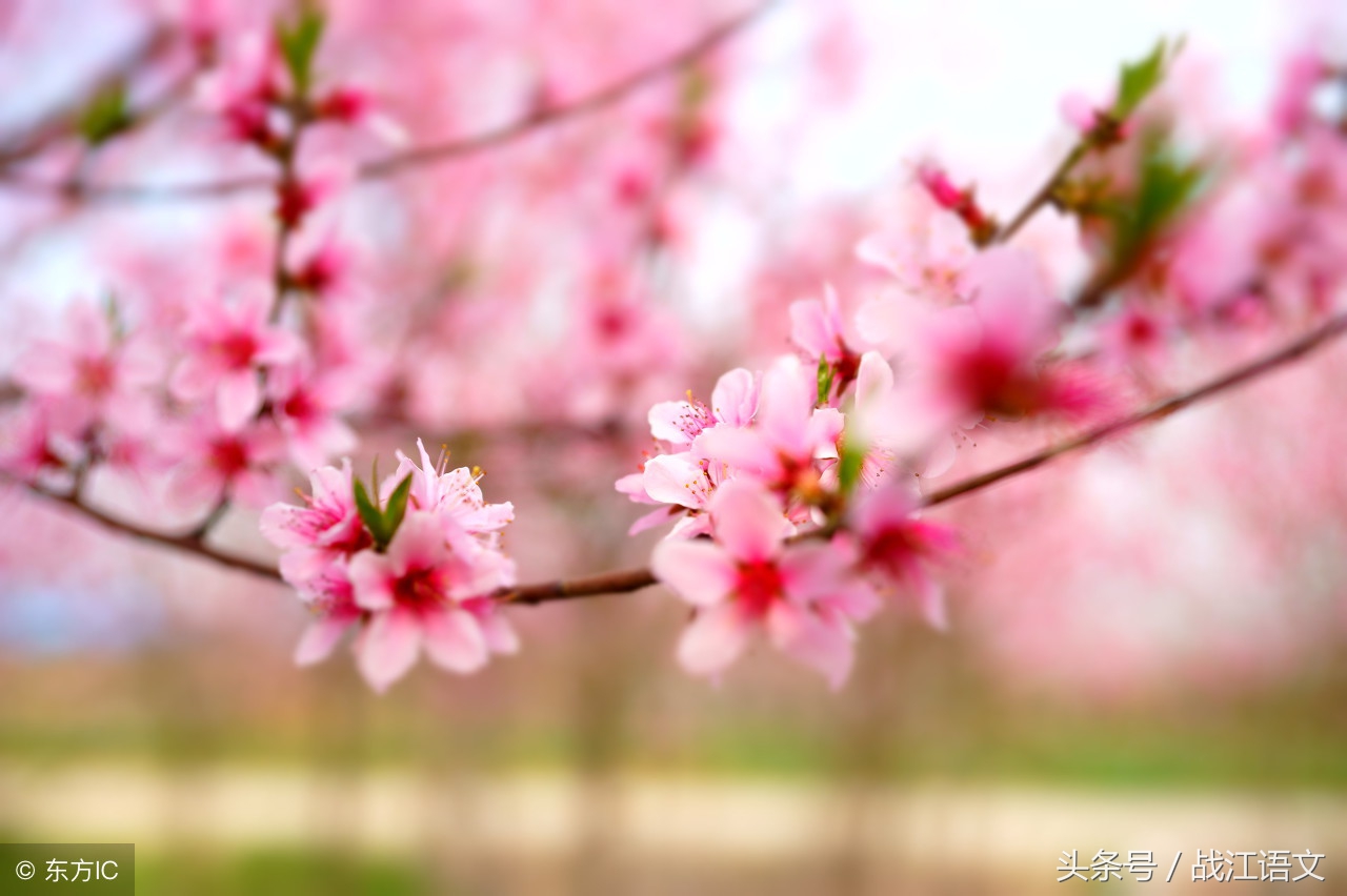 《桃花源记》重要知识点归纳练习