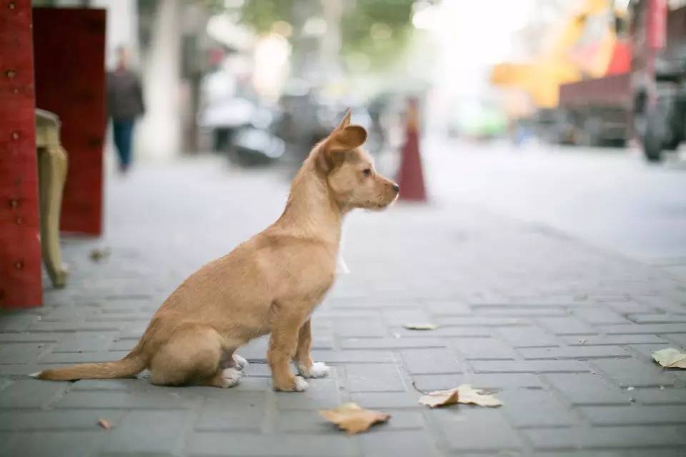 正散步呢，踩到狗屎了，你的第一反应是？