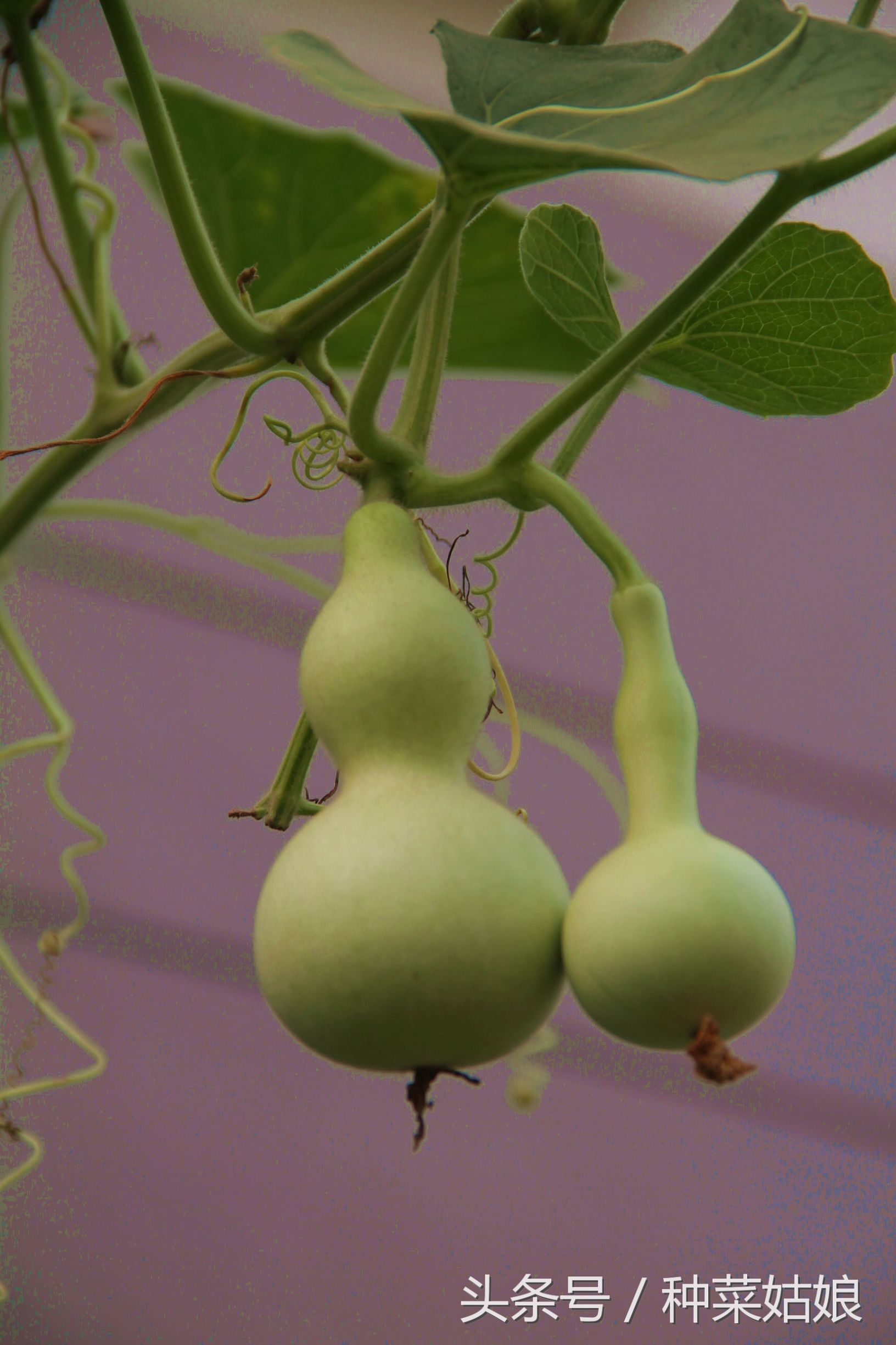 家里放葫芦寓意什么(葫芦项链是什么牌子) 第4张