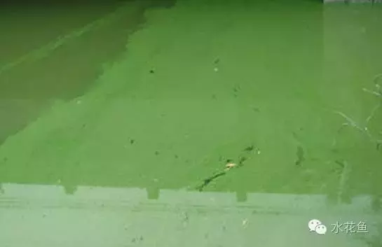 裸藻水华的调控---勿把裸藻当蓝(绿)藻
