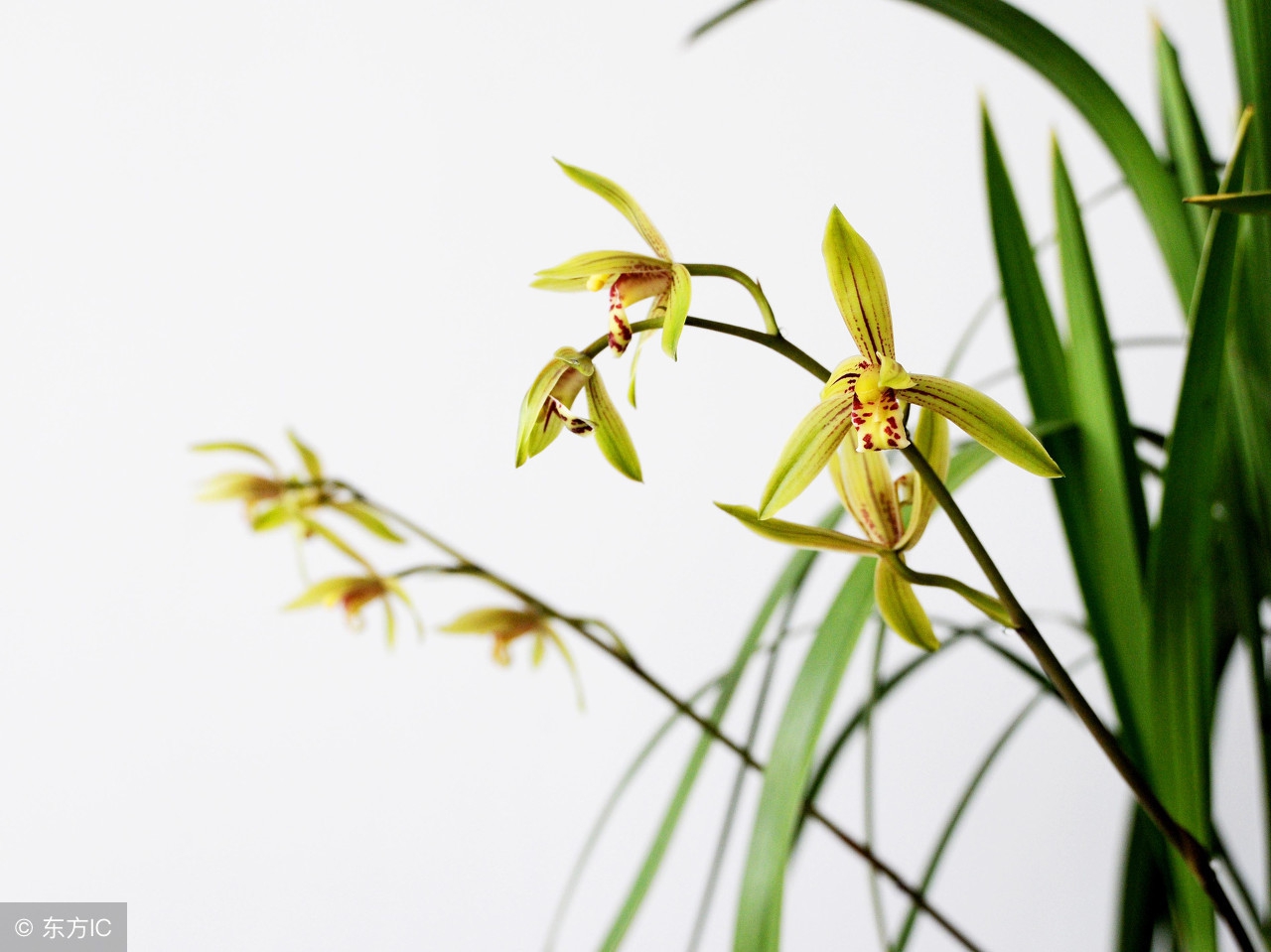 花中四君子（二）｜空谷有佳人，倏然抱幽独