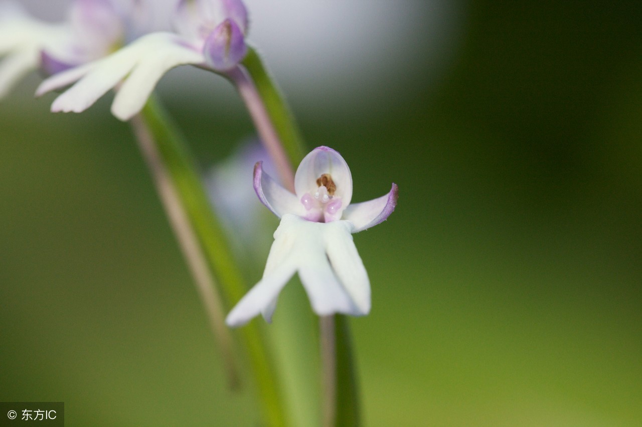 花中四君子（二）｜空谷有佳人，倏然抱幽独