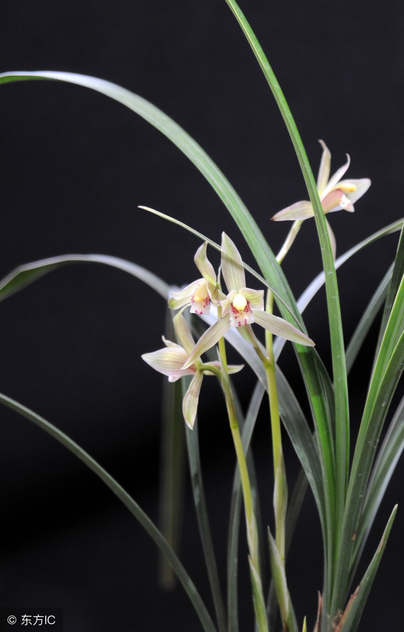 花中四君子（二）｜空谷有佳人，倏然抱幽独