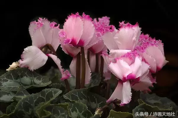 泗洪县老年大学诗词班作品选