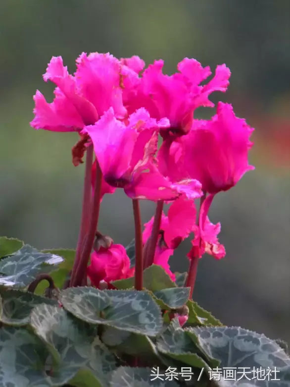 泗洪县老年大学诗词班作品选