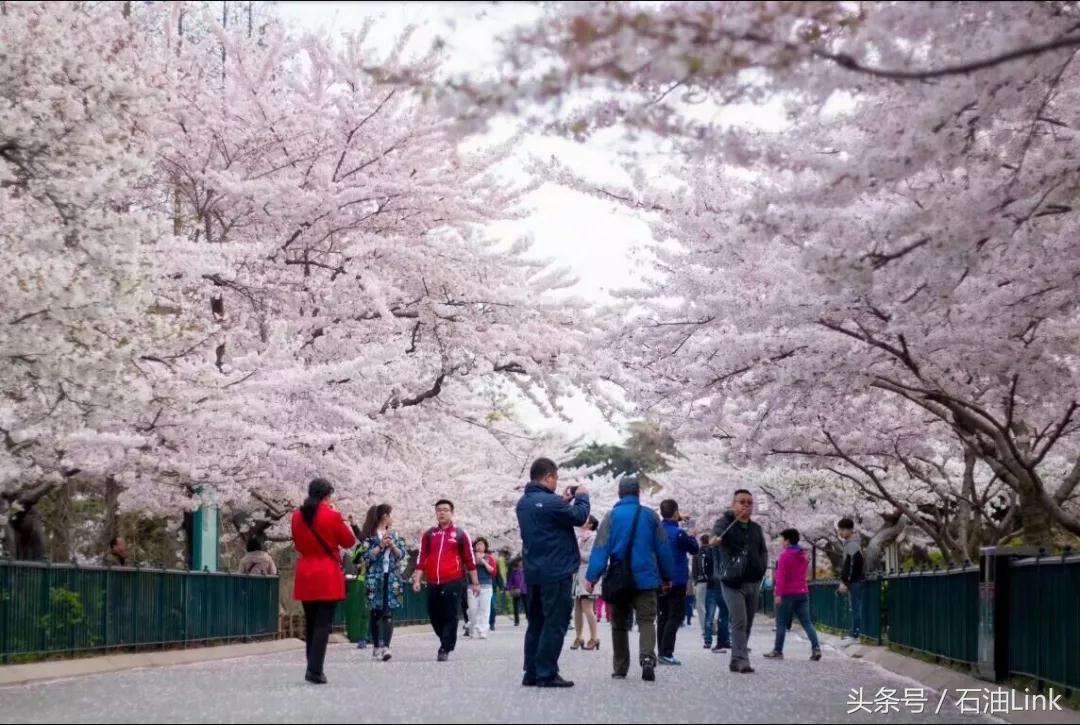 重磅！中国能源大学或落户青岛，石油大学们以后将会如何？