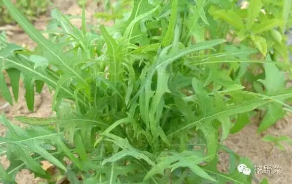 野生苦苣菜野苦荬菜图片