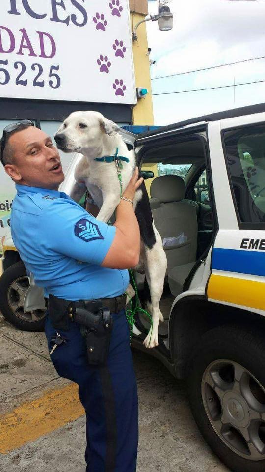 流浪狗跑进警局为自己谋了份工作，警察称有它在可以减压