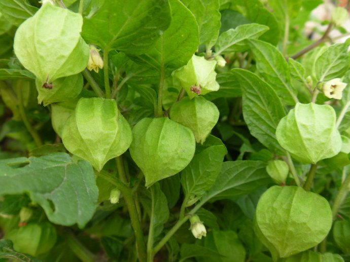 呈金黄色,它具有泻火清热利湿凉血的功效灯笼草是草本植物,生长在北方