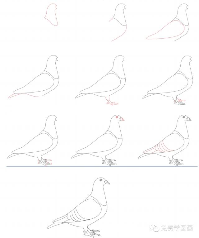 「简笔画系列」一步一步教你画鸽子，再送你一片天空飘荡