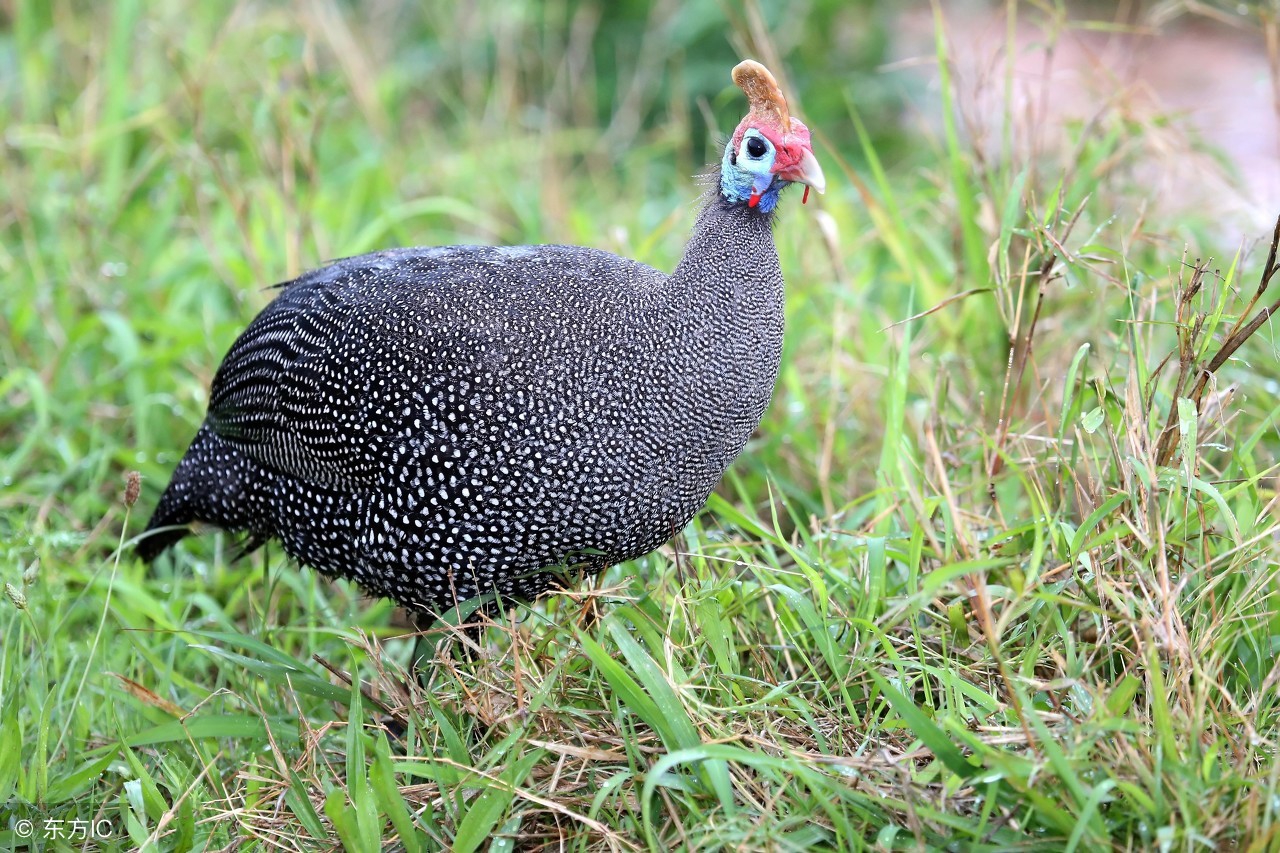 珍珠鸡有什么营养价值和功效?与柴鸡比哪个更好?