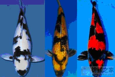 錦鯉世界 主要品種 4 寫鯉 天天看點