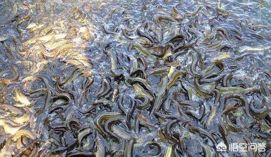 泥鰍養殖一畝,泥鰍養殖一畝產多少斤