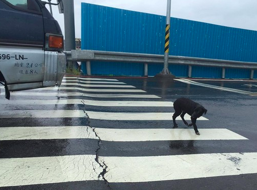4个月大狗狗淋雨坐在十字路口的画面超凄凉，背后的原因让人心痛