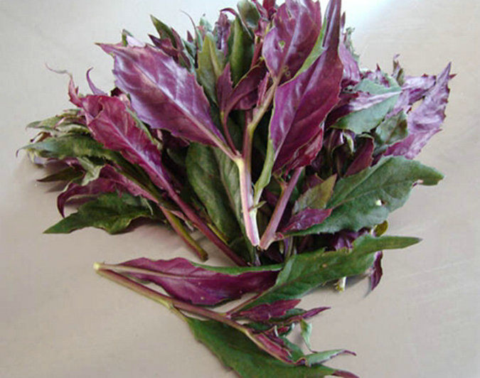 紫背天葵的功效图片