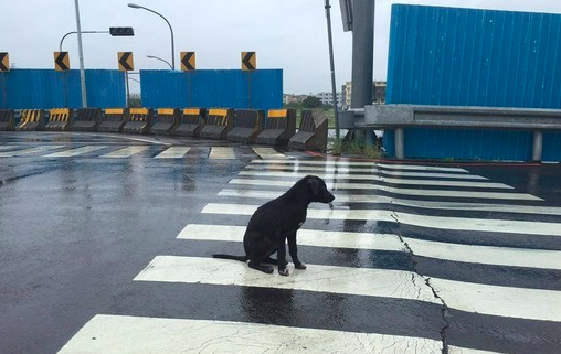 4个月大狗狗淋雨坐在十字路口的画面超凄凉，背后的原因让人心痛