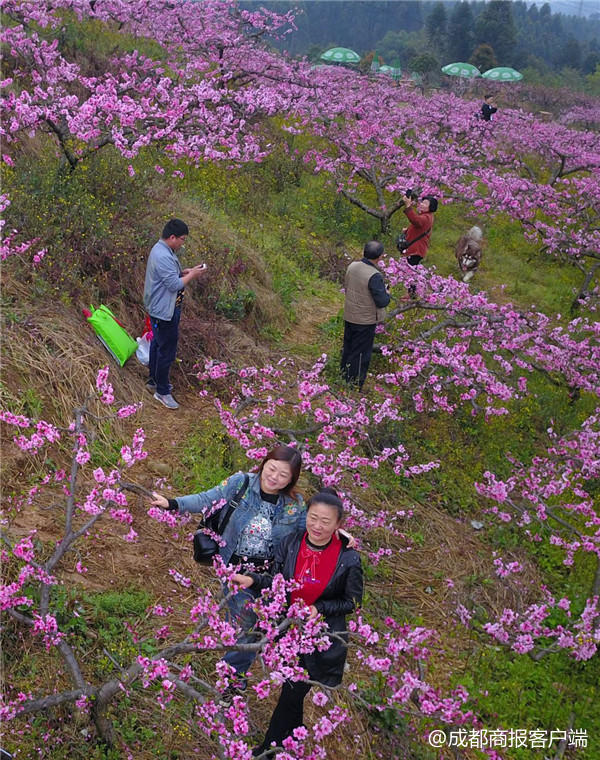 邛崃茶园古镇1300亩桃花开了 除了看桃花朵朵还能耍上百种游戏