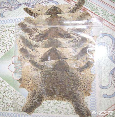 蟾蜍養(yǎng)殖前景,蟾蜍養(yǎng)殖前景怎么樣