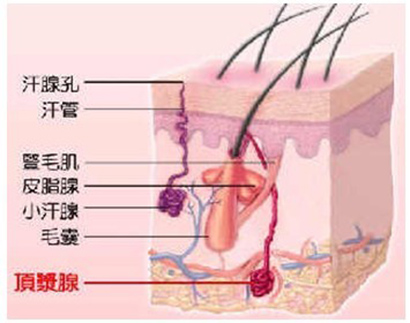 腋臭的原因与治疗方法