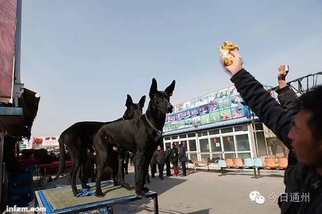 北京通州狗市图片