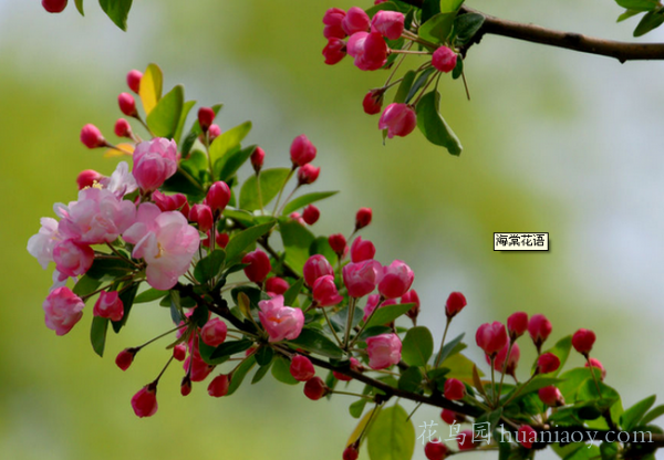 海棠花语是什么 海棠花的寓意