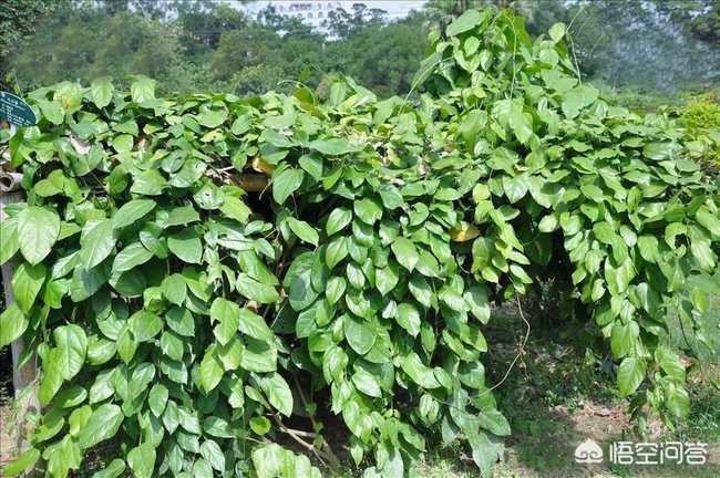 农村被称为"天仙藤"的植物有什么功效和作用?
