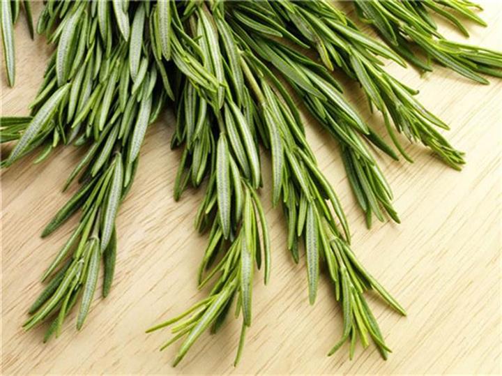 迷迭草用途(1分钟带你了解迷迭草的6大用途)