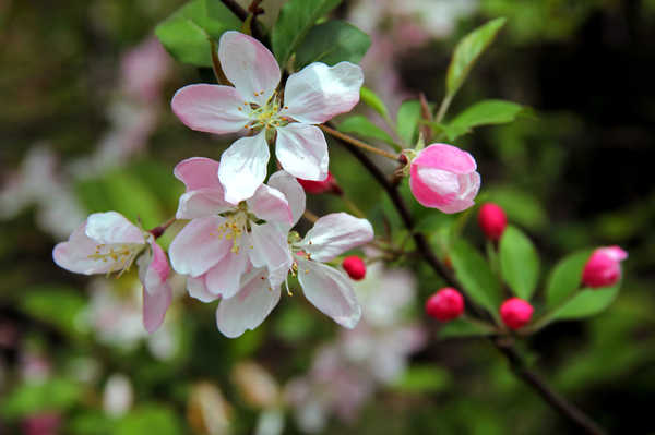 日出江花红胜火，霜叶红于二月花－－游成都温江红枫林