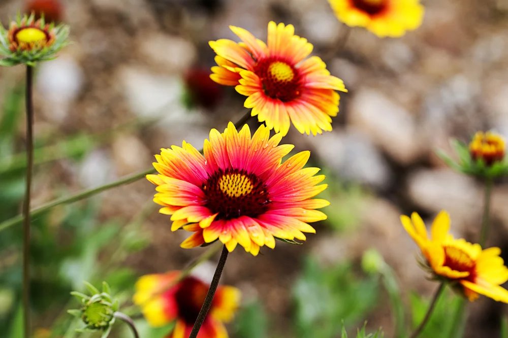 形容秋天的花说说(唯美秋天的花说说心情短语)