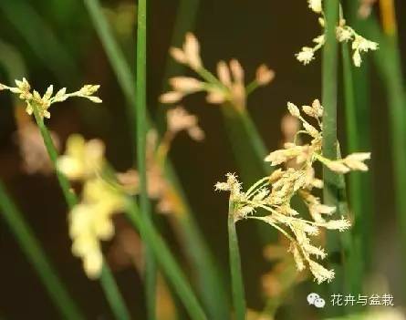 常见的水生植物有哪几种（分享24种常见的水生植物）